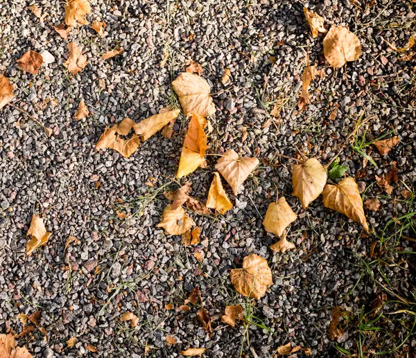 Sol Gris Pierre Sablonneuse Avec Feuilles Automne Fond Texture — Photo