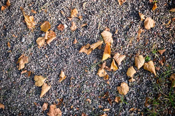 Sol Gris Pierre Sablonneuse Avec Feuilles Automne Fond Texture — Photo