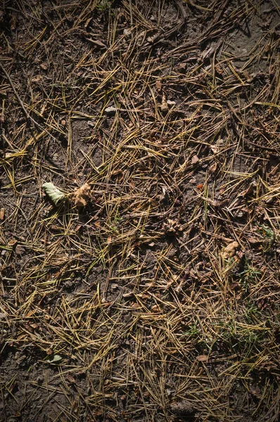 Aiguilles Sapin Sur Sol Dans Terre Automne Fond Texture — Photo