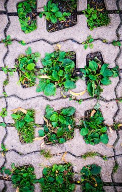 Yeşil otlar yaz blok kaldırım delik. arka plan, desen, doku.