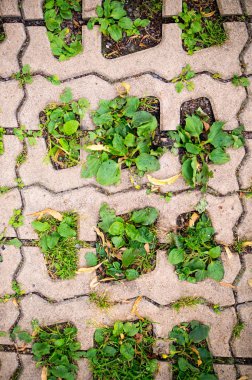 Yeşil otlar yaz blok kaldırım delik. arka plan, desen, doku.