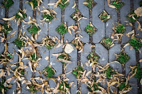 Rumput Hijau Dalam Lubang Blok Paving Dengan Biji Kuning Musim — Stok Foto