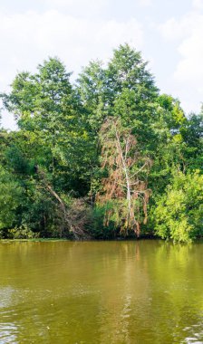 Yaz, ormandaki su birikintisi. arka plan, doğa.