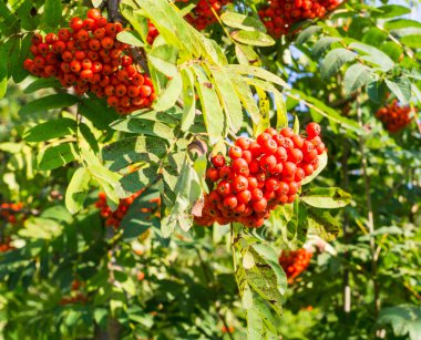 Rowan ağacı kırmızı olgun çilek sonbahar ile. arka plan, doğa, tıp.