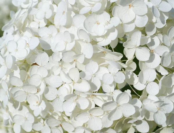 Цветет Белая Гирея Летом Фон Природа — стоковое фото
