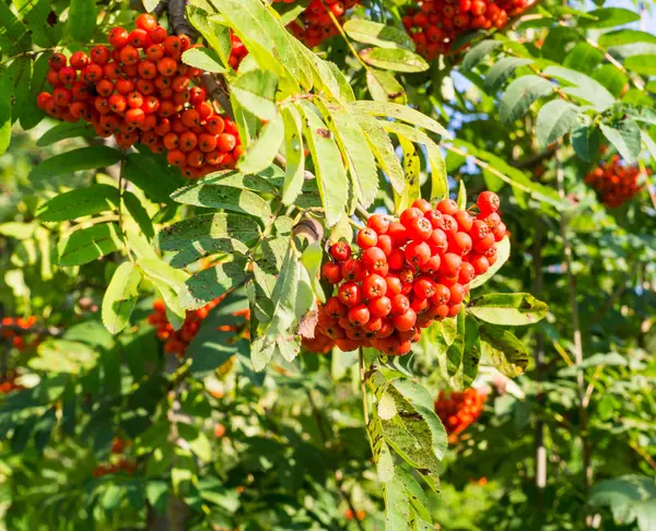 Rowan ağacı kırmızı olgun çilek sonbahar ile. arka plan, doğa, tıp.