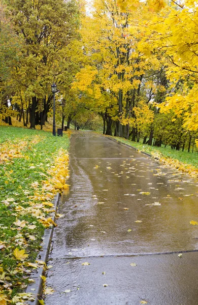 Camino Través Del Parque Mañana Lluviosa Otoño Fondo Naturaleza — Foto de Stock