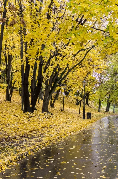 Camino Través Del Parque Mañana Lluviosa Otoño Fondo Naturaleza — Foto de Stock