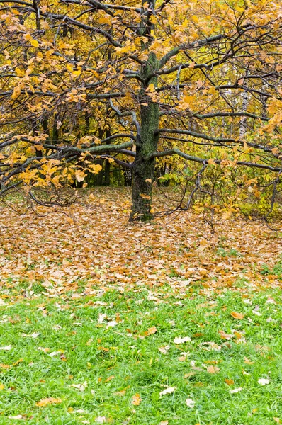 Drzewa Parku Jesień Deszczowy Poranek Tło Natura — Zdjęcie stockowe