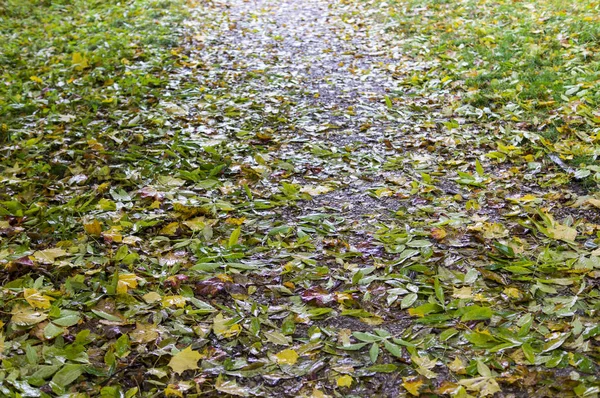 Weg Door Het Park Regenachtige Herfst Ochtend Achtergrond Natuur — Stockfoto