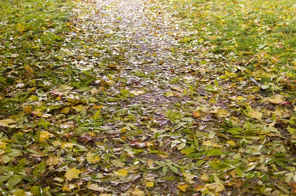 雨の秋の朝 公園までの道 自然の背景 — ストック写真