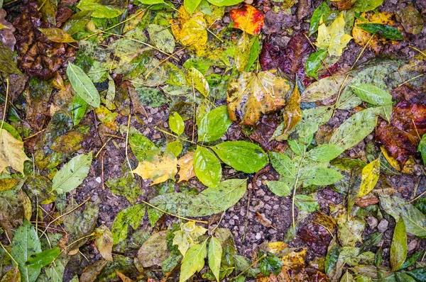 Natte Herfstbladeren Textuur Vignet Achtergrond Natuur — Stockfoto