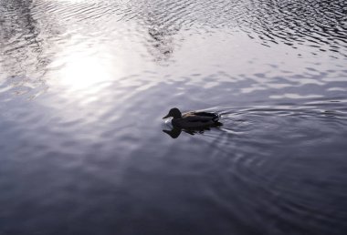 ördek park göl, nehir sonbahar günbatımı üzerinde. arka plan, hayvan