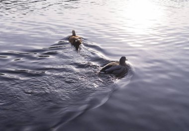 sonbahar günbatımı park göl nehir üzerinde ördekler. arka plan, hayvan
