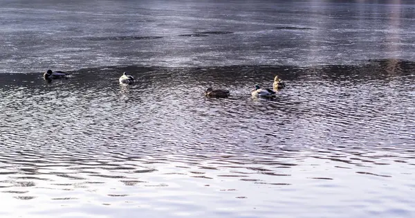 Patos Lago Parque Congelante Final Outono Fundo Animal — Fotografia de Stock