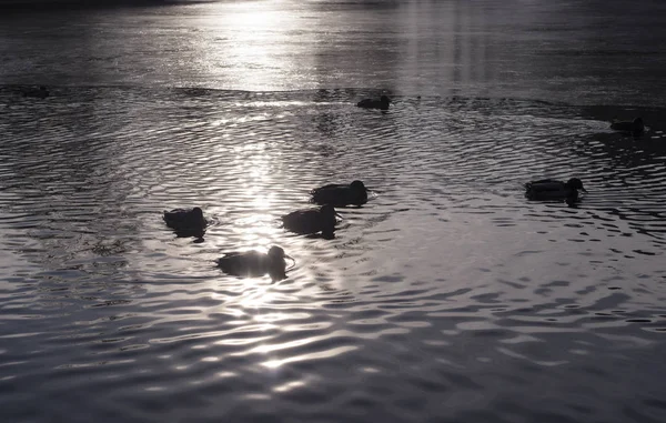 Patos Lago Del Parque Congelación Atardecer Otoño Fondo Animal — Foto de Stock