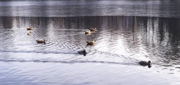 Ducks Freezing Park Lake Late Autumn Background Animal — Stock Photo, Image