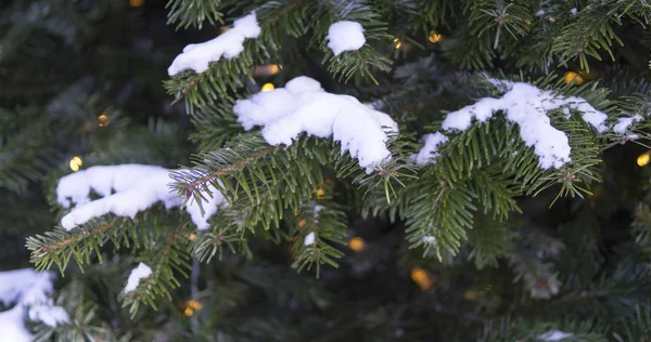 Еловые Ветви Покрыты Свежим Белым Снегом Фон Природа — стоковое фото