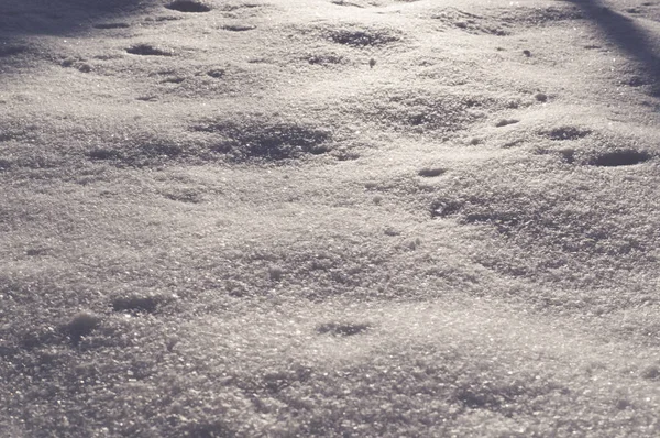 Nieve Blanca Fresca Mañana Soleada Bosque Fondo Estacional —  Fotos de Stock