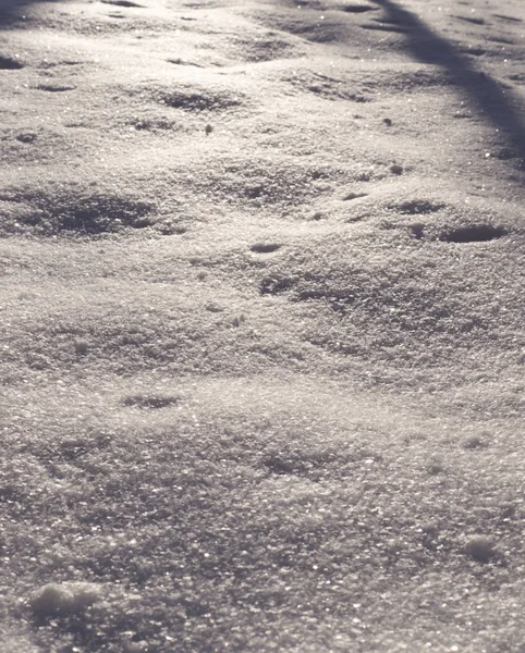 Nieve Blanca Fresca Mañana Soleada Bosque Fondo Estacional —  Fotos de Stock