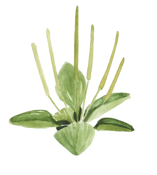 Gröna Plantain Akvarell Handritad Isolerad Vit — Stockfoto