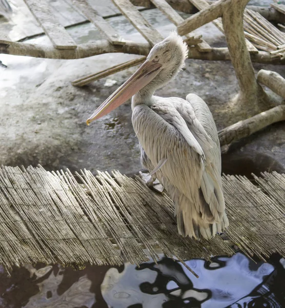 Белый Пеликан Бамбуковом Мосту Животные Дикая Природа — стоковое фото