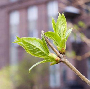 Yeşil dallarda arka bina şehir bahar tomurcukları. doğa, mevsim