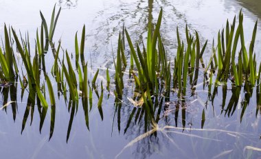 su birikintisi yeşil çim. doğa, saflık, arka plan.