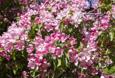 kiraz ağacı ile pembe çiçekler baharda çiçek açmış. arka plan, doğa.