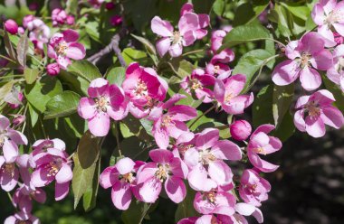 kiraz ağacı ile pembe çiçekler baharda çiçek açmış. arka plan, doğa.