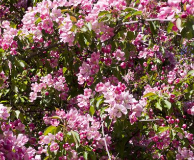 kiraz ağacı ile pembe çiçekler baharda çiçek açmış. doğa, skeç.