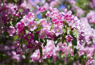 kiraz ağacı ile pembe çiçekler baharda çiçek açmış. arka plan, doğa.