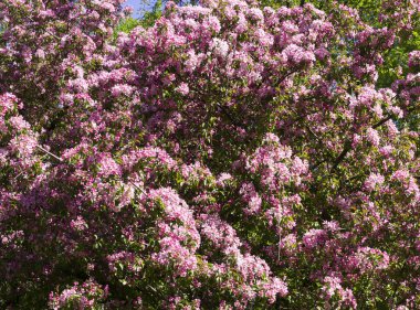 kiraz ağacı ile pembe çiçekler baharda çiçek açmış. doğa, skeç.