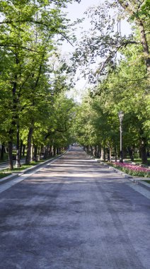 sokakta yaz sabahları ağaçların arasında. arka plan, doğa.