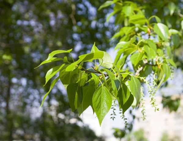 夏の緑の葉と枝 — ストック写真