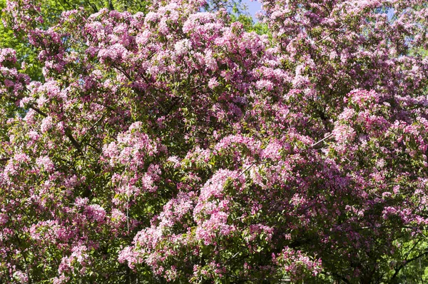 Цветущая Вишня Розовыми Цветами Весной Фон Природа — стоковое фото
