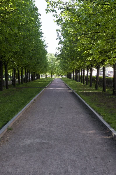 夏の朝に木 々の間の路地 自然の背景 — ストック写真