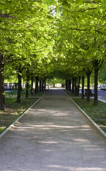 Callejón Entre Los Árboles Mañana Verano Fondo Naturaleza — Foto de Stock