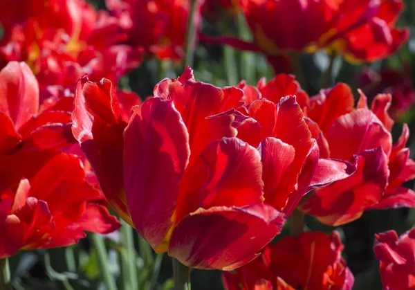 Red Tulips Spring Garden Nature Background — Stock Photo, Image