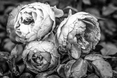 Bir gül ile koyu arka plan