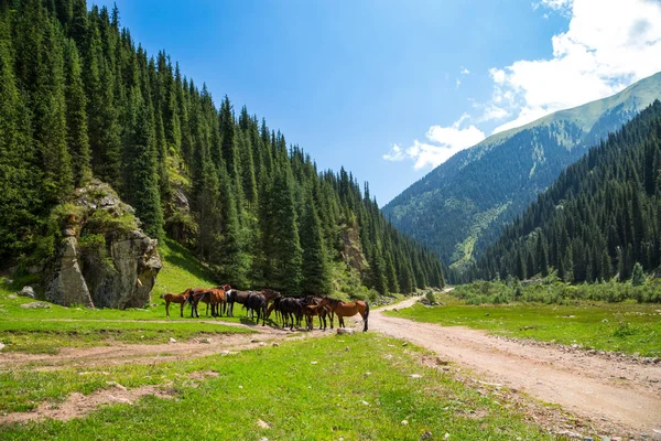 Una mandria di cavalli in montagna — Foto Stock