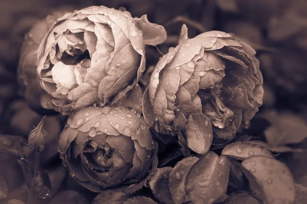 Gül yağmur altında