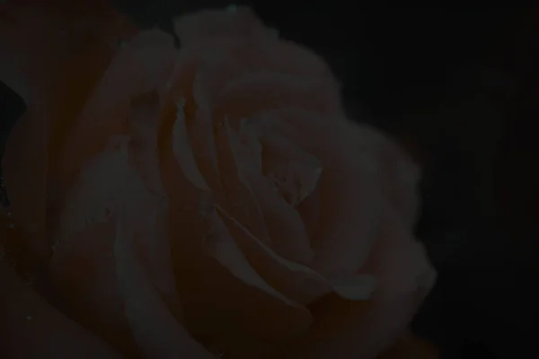 Fondo oscuro con una rosa — Foto de Stock