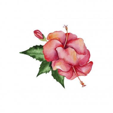 Suluboya el yapımı çiçek başlığında beyaz arka plan üzerinde izole tropikal tarzı. Arka plan, düğün davetiyesi, posterler, Tarih veya tebrik tasarımını Kaydet olarak kullanabilirsiniz.