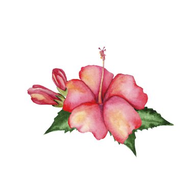 Suluboya el yapımı çiçek başlığında beyaz arka plan üzerinde izole tropikal tarzı. Arka plan, düğün davetiyesi, posterler, Tarih veya tebrik tasarımını Kaydet olarak kullanabilirsiniz.