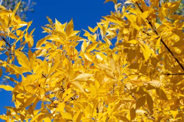 Sonbahar arkaplanı. Mavi gökyüzünün arka planında sarı yapraklar. doğal arkaplan