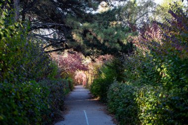 Sonbahar orman manzarası. Güzel ağaçlar. Mavi gökyüzü. doğal arkaplan