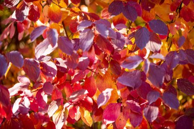 Sonbahar yaprakları kırmızı sarı ve yeşildir. Güzel Sonbahar Arkaplanı.