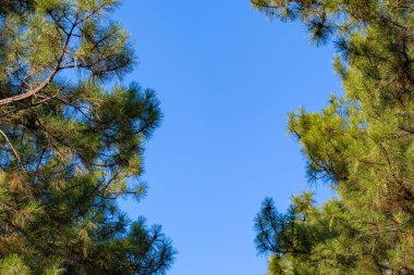 Mavi gökyüzünün arka planında Noel ağacı dalları ve iğneleri.