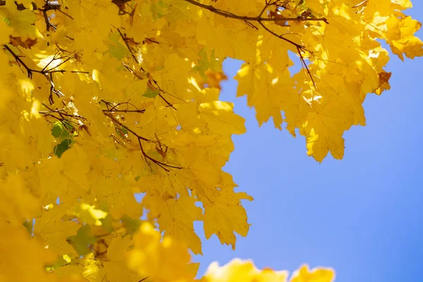 Fond d'automne. feuilles jaunes sur un fond de ciel bleu. fond naturel — Photo
